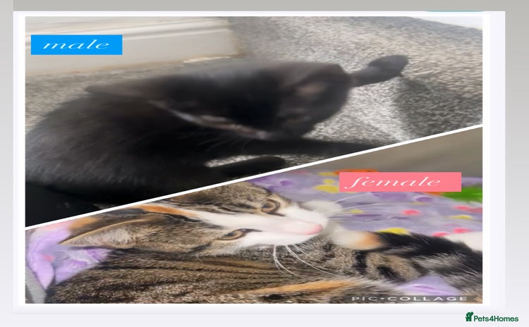 Mixed Breed cats - Advert 6