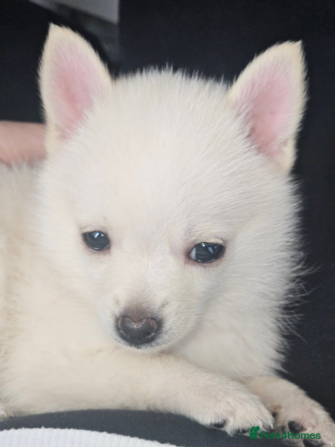 Pomchi dogs for sale: Pomeranian, fimele - Image 6