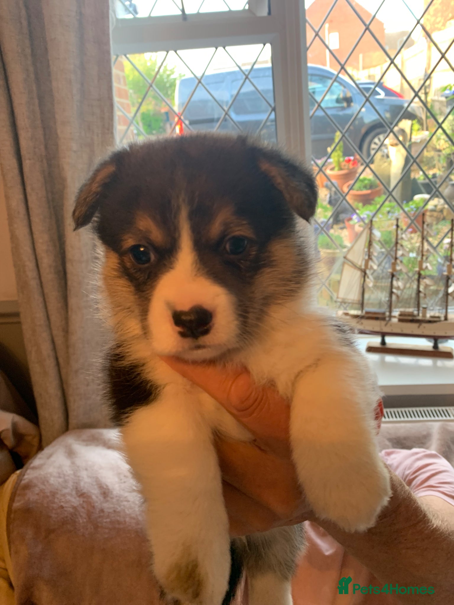 Welsh Corgi Pembroke dogs Pembroke corgi  - Advert 2