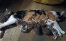 Bengal cats for sale: Bengal X Kittens High % Wild Asian Leopard Cat.  - Image 31