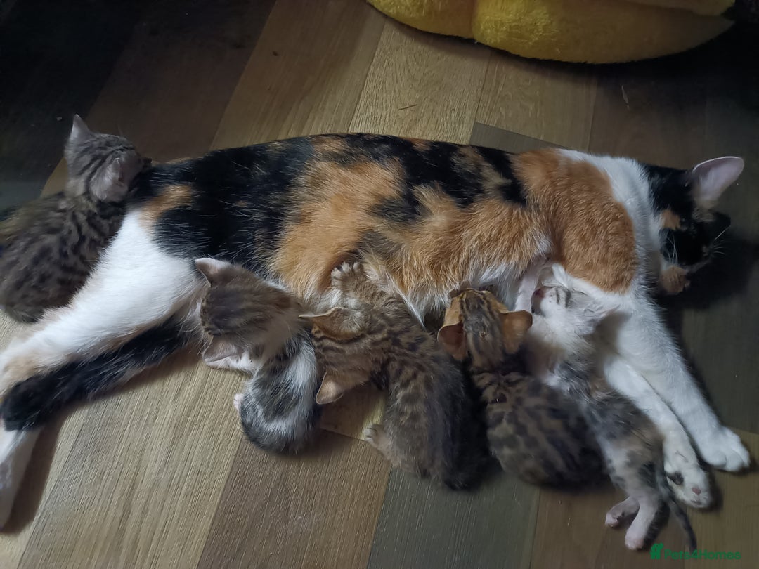 Bengal cats for sale: Bengal X Kittens High % Wild Asian Leopard Cat.  - Image 31