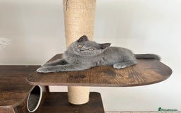 British Shorthair cats for sale: British short hair boy - Image 9