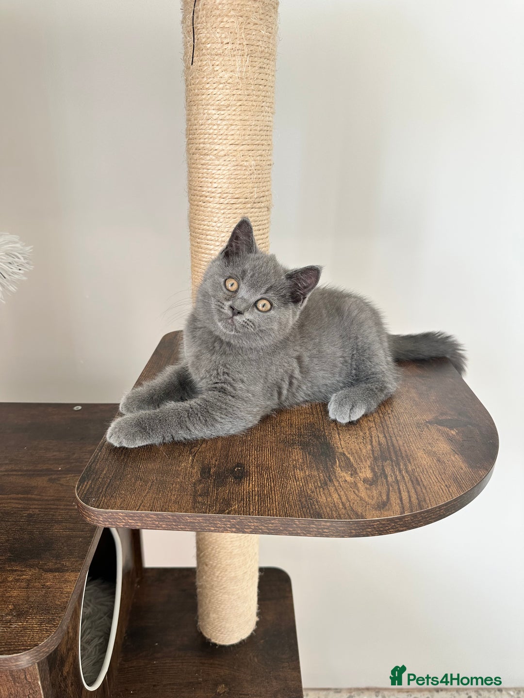 British Shorthair cats for sale: British short hair boy - Image 9