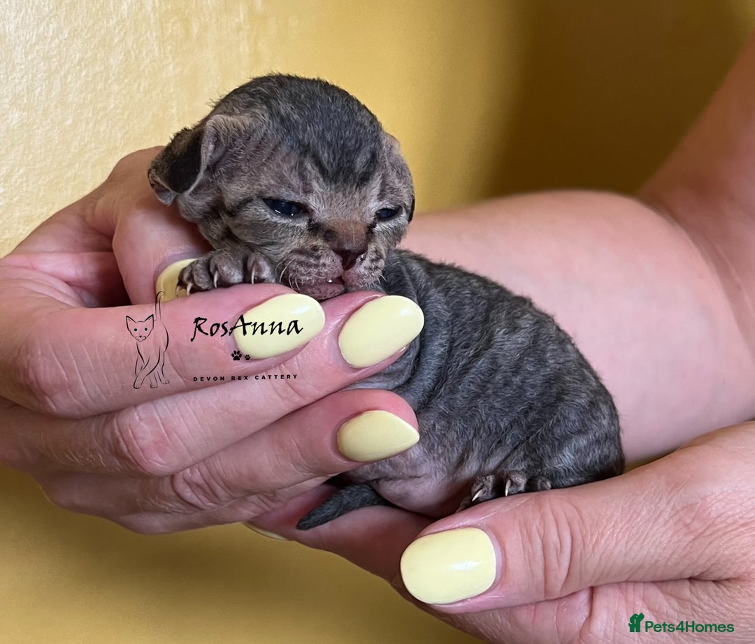 Devon Rex cats for sale: Devon Rex girl, excellent type  - Image 7