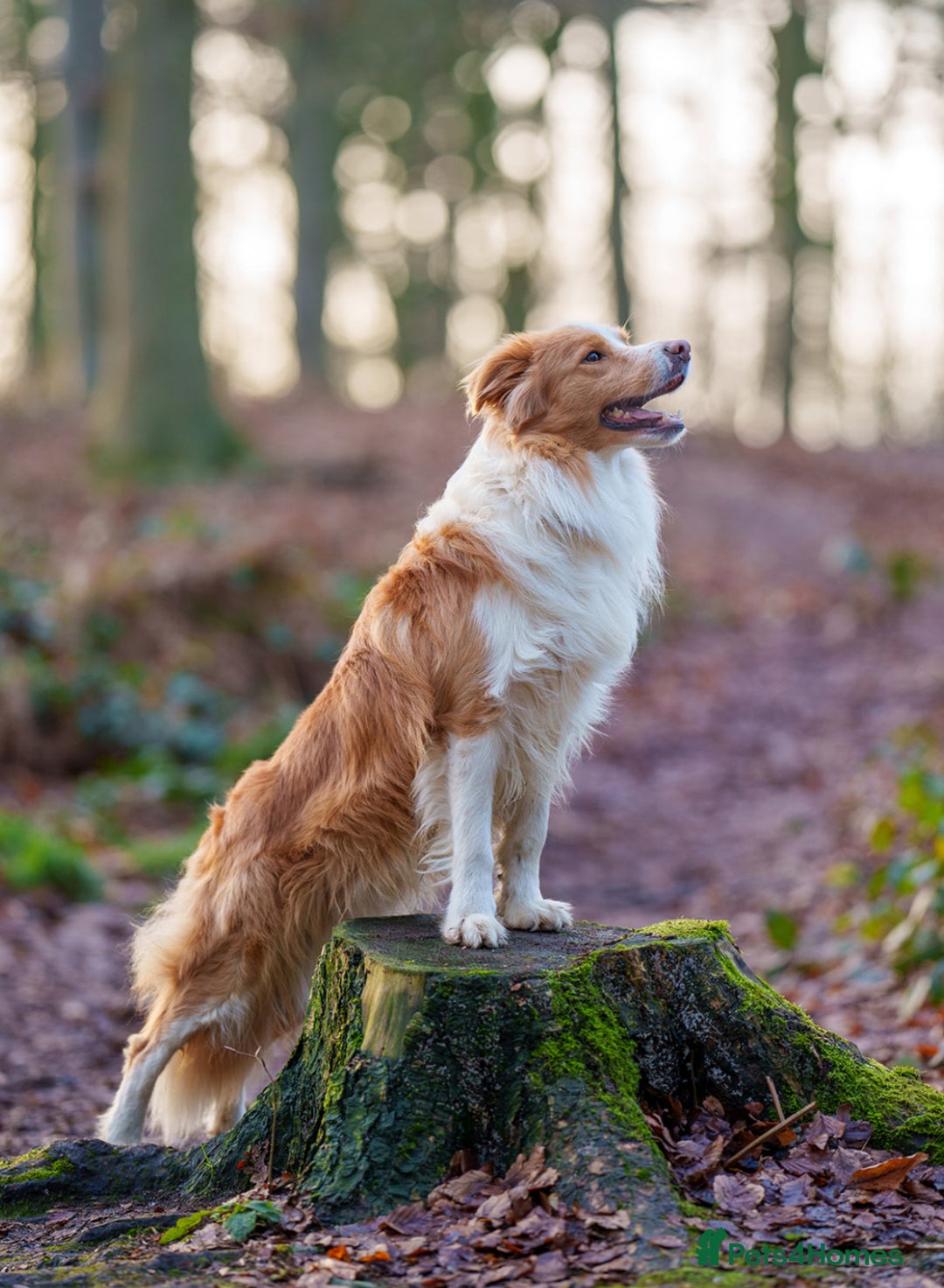 Border Collie dogs for sale: Stunning Traditional Show Line Health Tested Pups - Advert 10