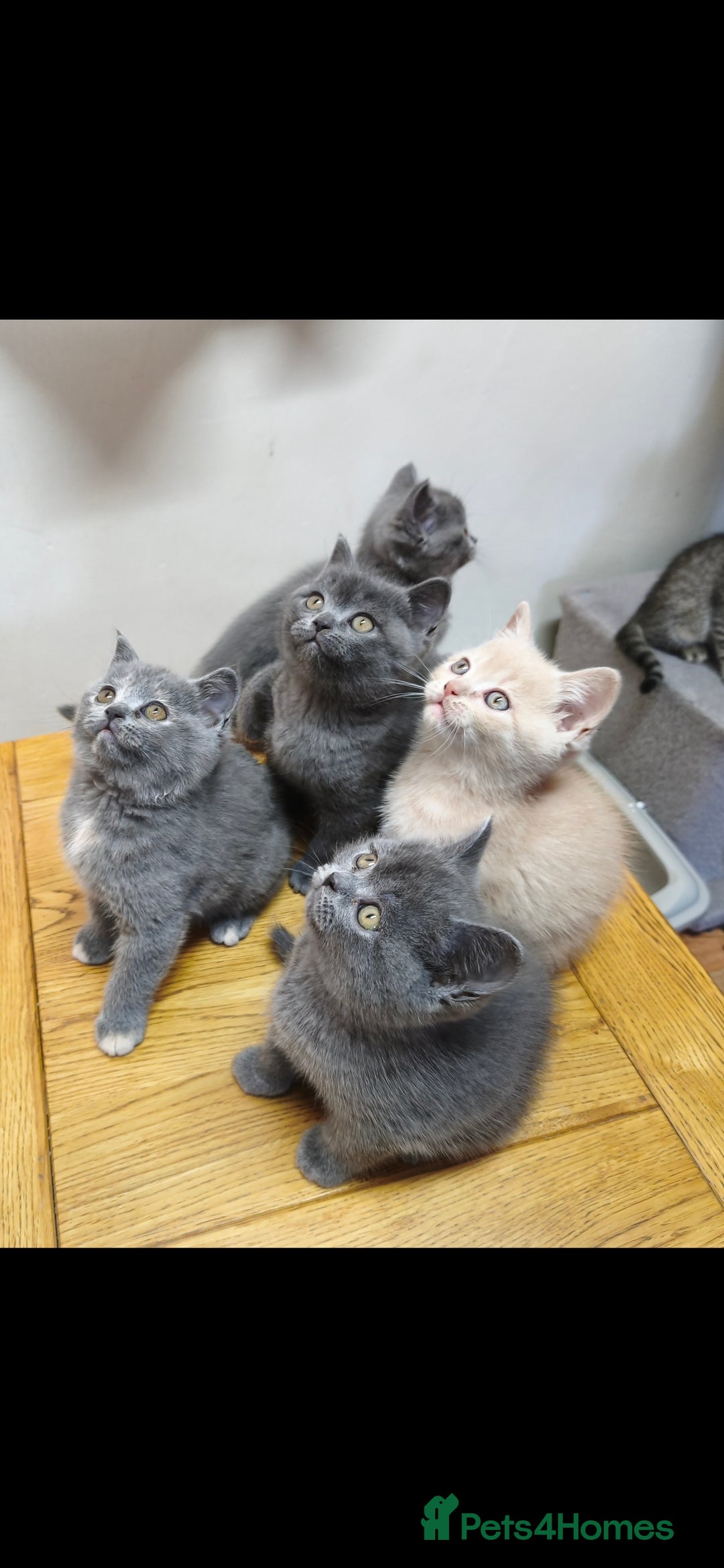 British Shorthair cats for sale: British Shorthair Kittens Imported Parents  - Advert 5