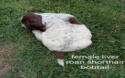 Mixed Breed dogs for sale: Fen Spaniels -Korthols x Eng Springer Spaniel  - Image 6