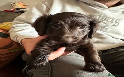 Cockapoo dogs for sale: Reduced F3 Cockapoo READY to leave 21st July  - Image 19