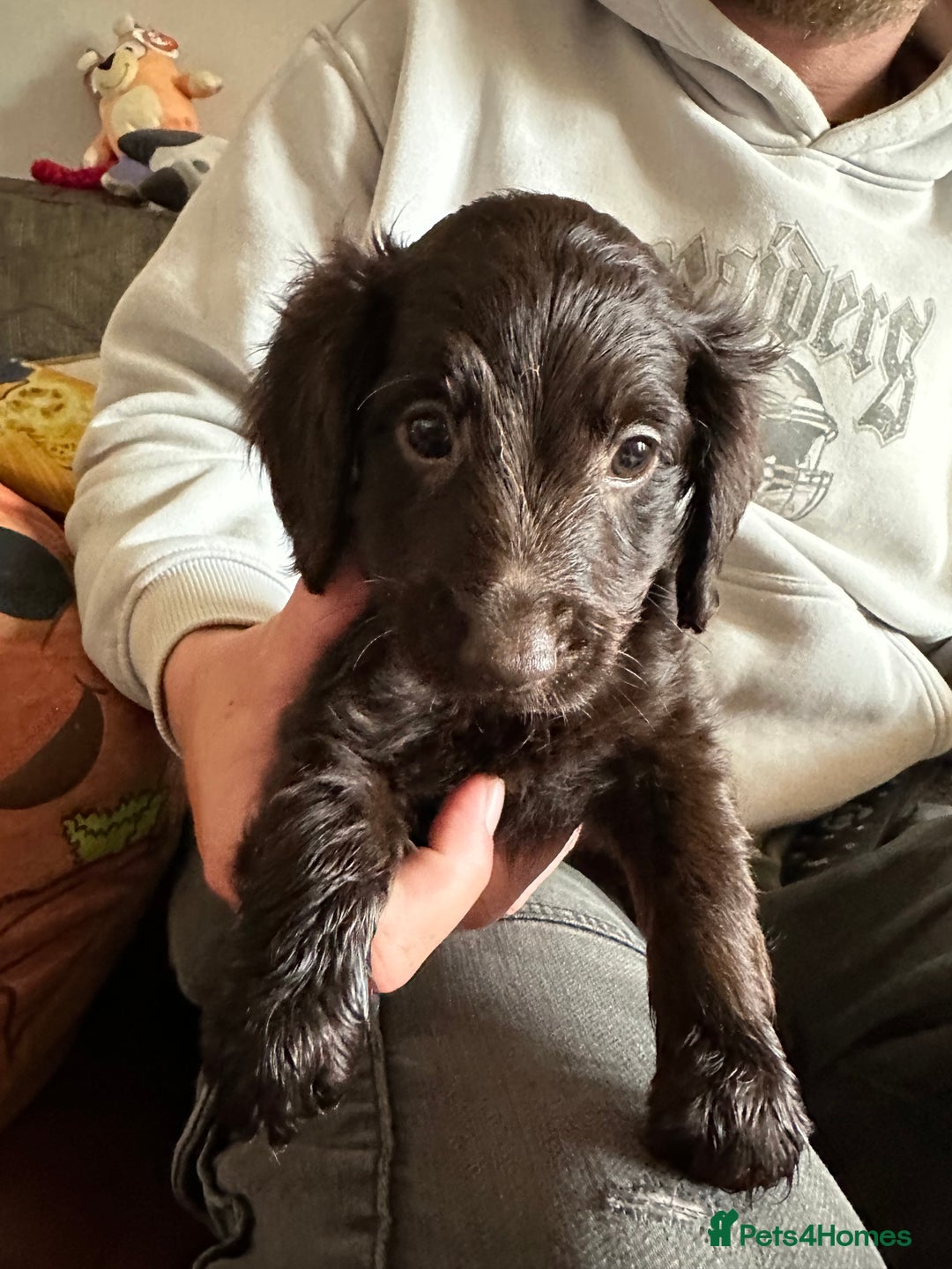 Cockapoo dogs for sale: Reduced F3 Cockapoo READY to leave 21st July  - Image 19