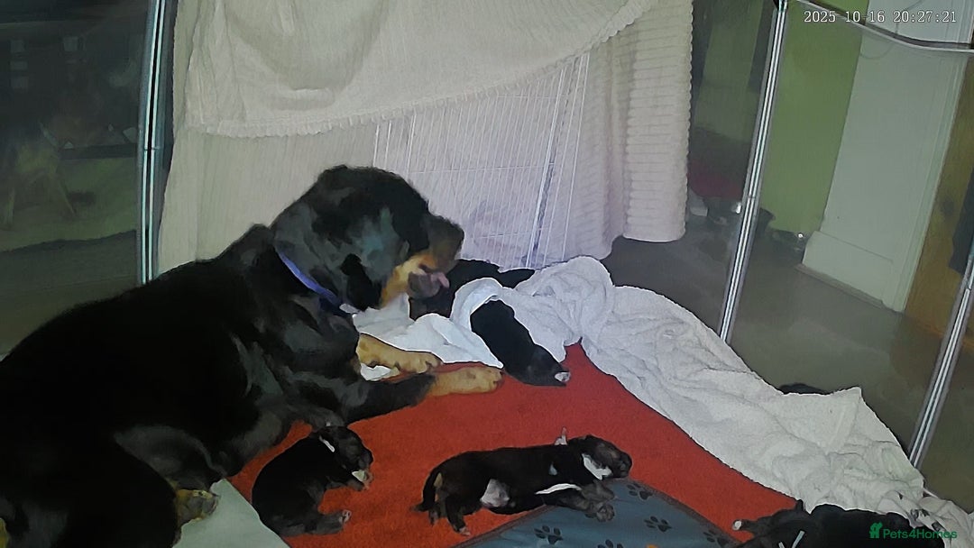 Mixed Breed dogs for sale: Cross breed Rottweiler puppies  - Advert 1