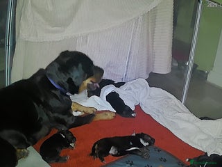 Mixed Breed dogs Cross breed Rottweiler puppies - Advert 3