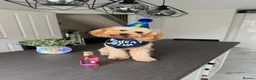 Cavapoo dogs for sale: DNA TESTED PARENTS & GRANDPARENTS TOY CAVAPOO   - Advert 11
