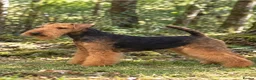 Welsh Terrier dogs for sale: Welsh terrier pups of outstanding pedigree - Advert 4