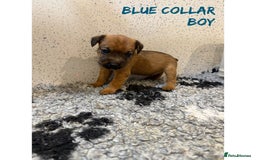 Lakeland Terrier dogs for sale: Lakeland terrier puppies  - Image 4