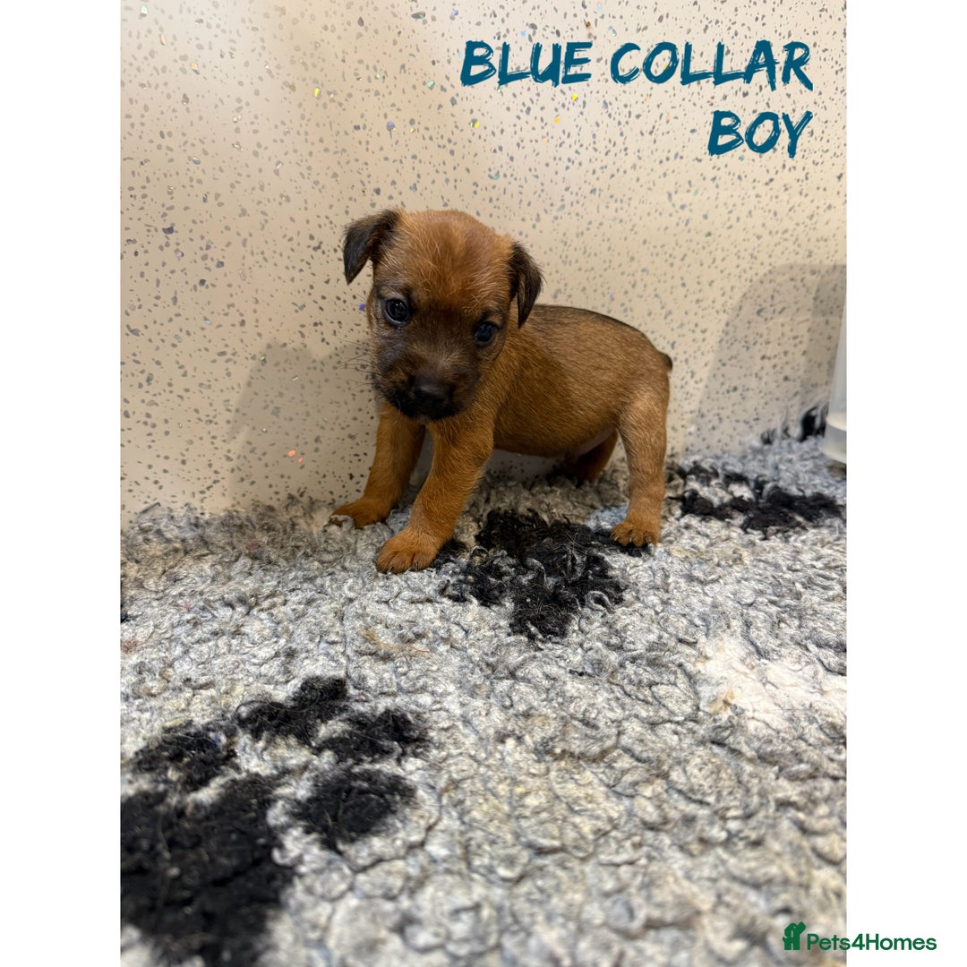 Lakeland Terrier dogs for sale: Lakeland terrier puppies  - Image 4