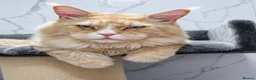 Maine Coon cats for stud: Maine coon boy for stud - Advert 5