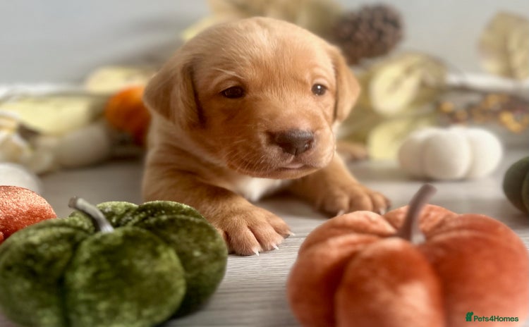 Labrador Retriever dogs - Advert 1