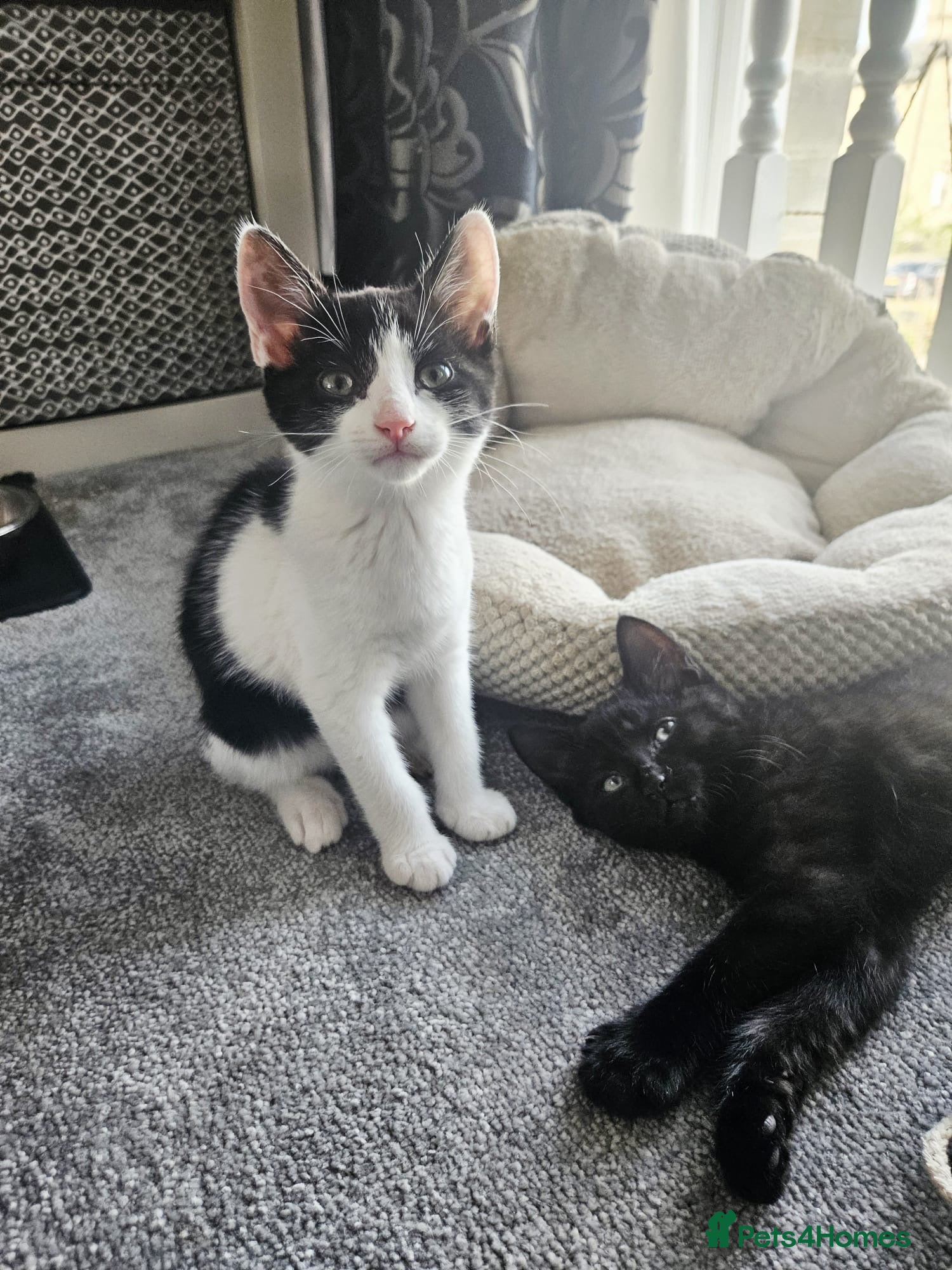 Mixed Breed cats Rescue kittens for adoption  - Advert 1