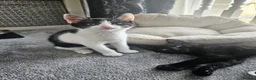 Mixed Breed cats for adoption: Rescue kittens for adoption  - Advert 1