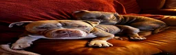 American Bully dogs for sale: 2 sweeties need forever home! - Advert 1