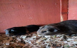 Guinea Pig rodents for sale: Little boy piggies - Image 8