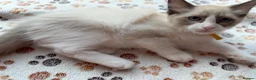 Ragdoll cats for sale: 4 Handsome boy Pure Ragdolls - Advert 7