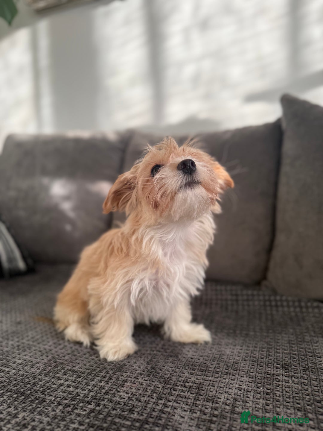Morkie dogs for sale: Beige morkie  - Advert 10