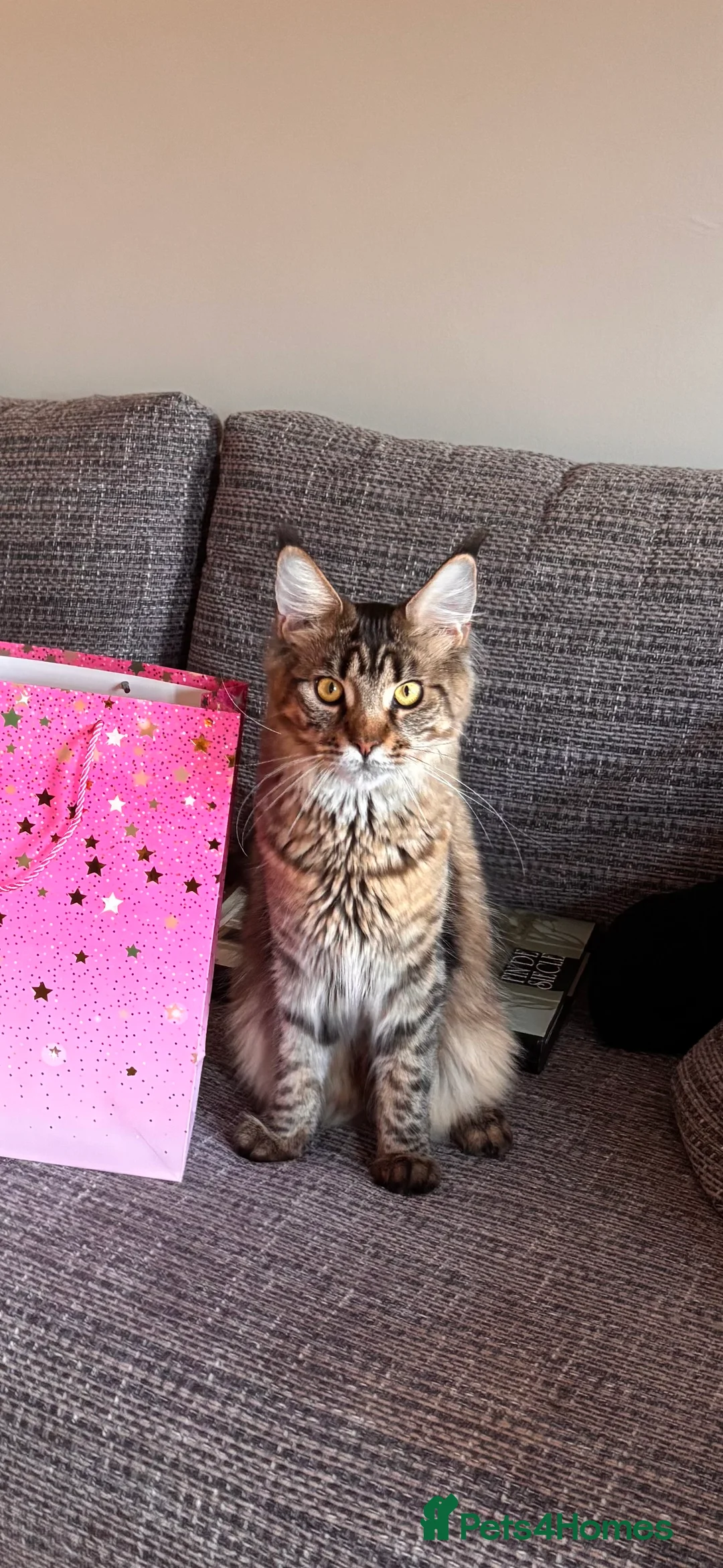 Maine Coon cats for sale: Loving Brown Tabby Maine Coon Girl 🧡 - Advert 4