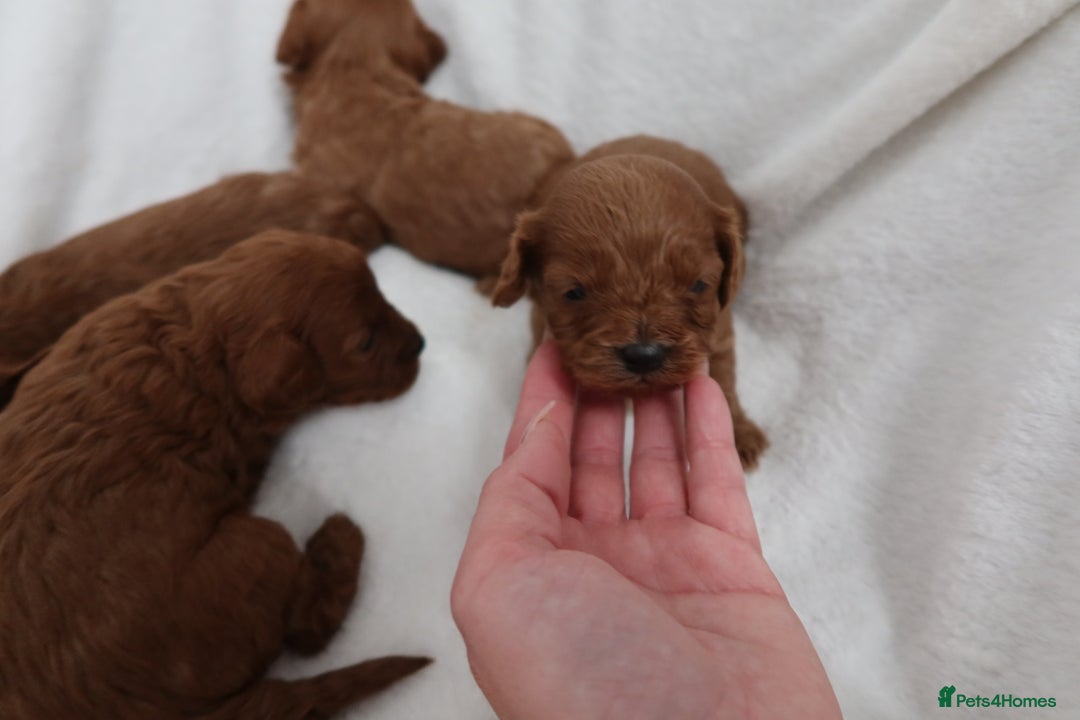 Cavapoo dogs for sale: 4 beautiful red cavapoo puppies available  - Advert 2