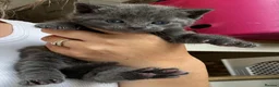 Russian Blue cats for sale: Two beautiful Russian blue kittens for sale  - Advert 17