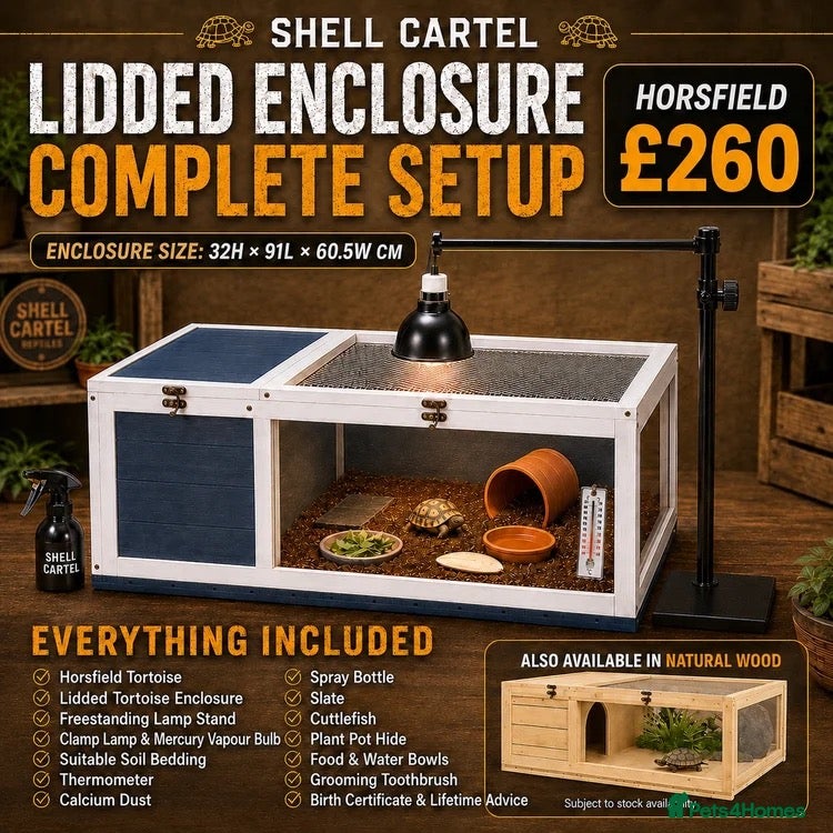 Tortoise reptiles BABY HORSFIELDS & SET UPS - Advert 2