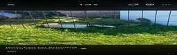Guinea Pig rodents for sale: 2 male guinea pigs  - Advert 2