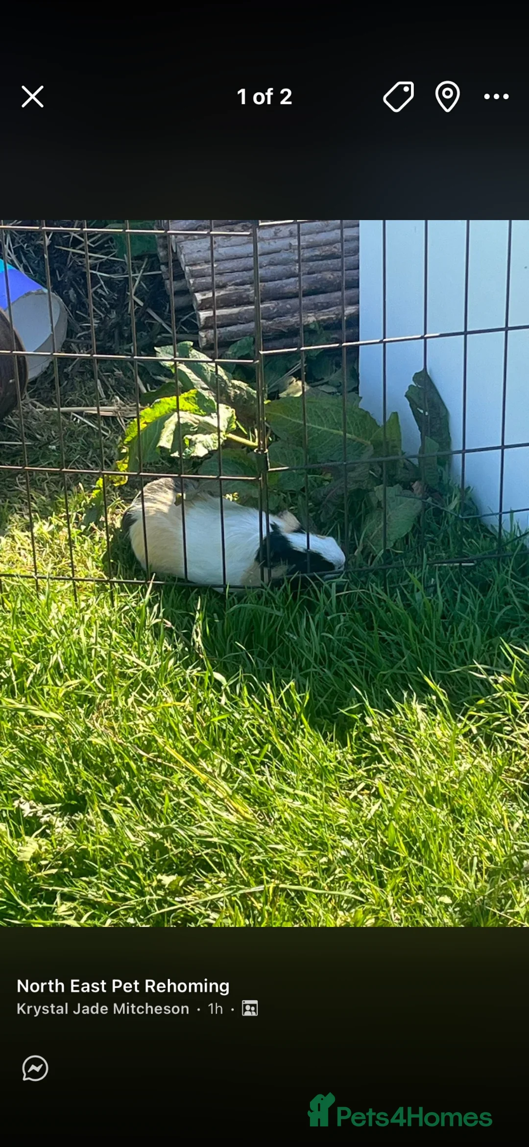 Guinea Pig rodents for sale: 2 male guinea pigs  - Advert 2