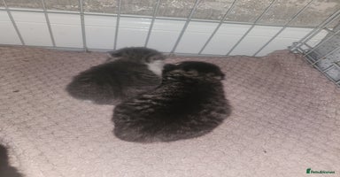 Mixed Breed cats - Advert 14