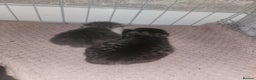 Mixed Breed cats for sale: Beautiful, strong kittens - Advert 2
