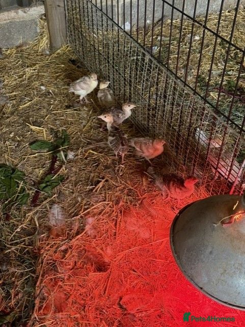 Turkeys poultry Bourbon Red crossed Turkey Poults - Advert 3