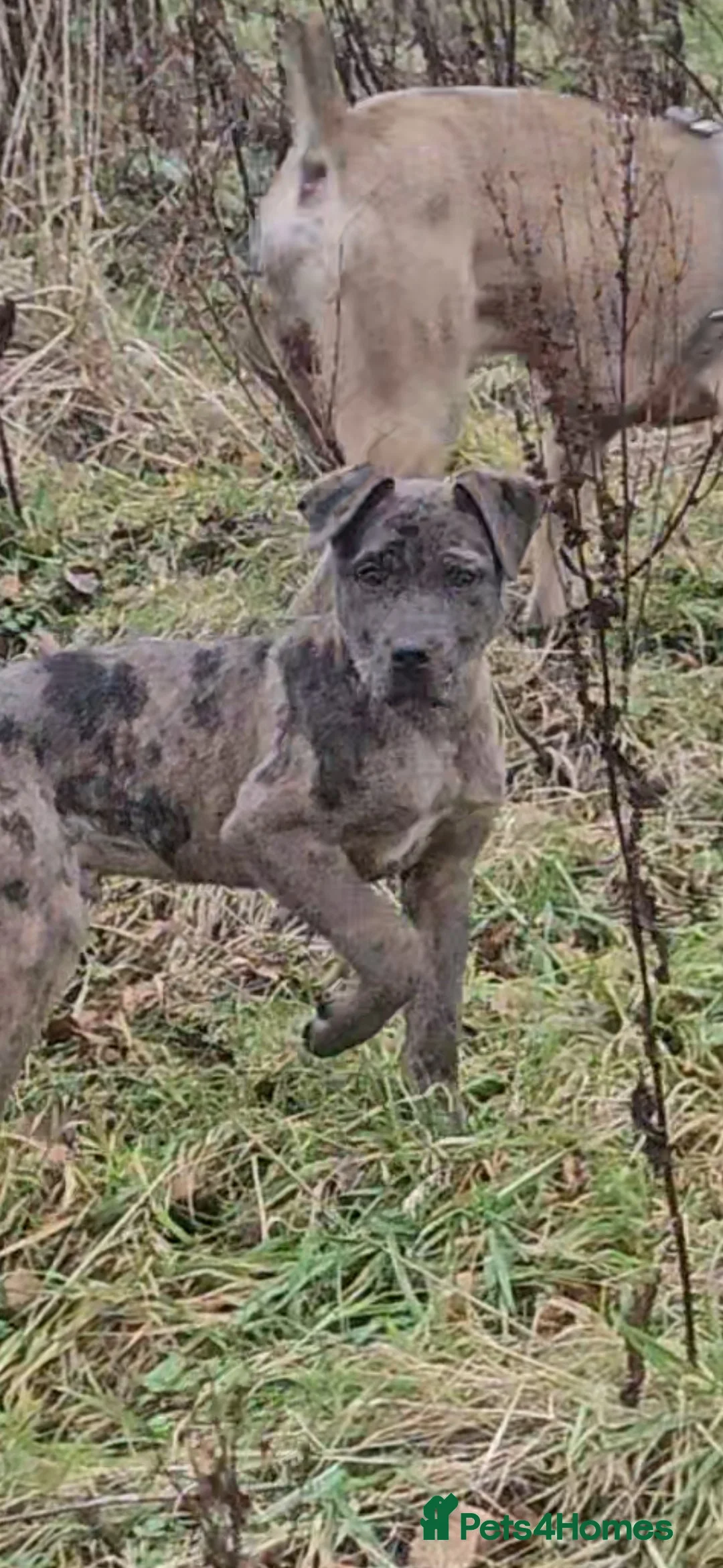 Mixed Breed dogs for sale: Cane corso cross Pressa canario puppy - Advert 8