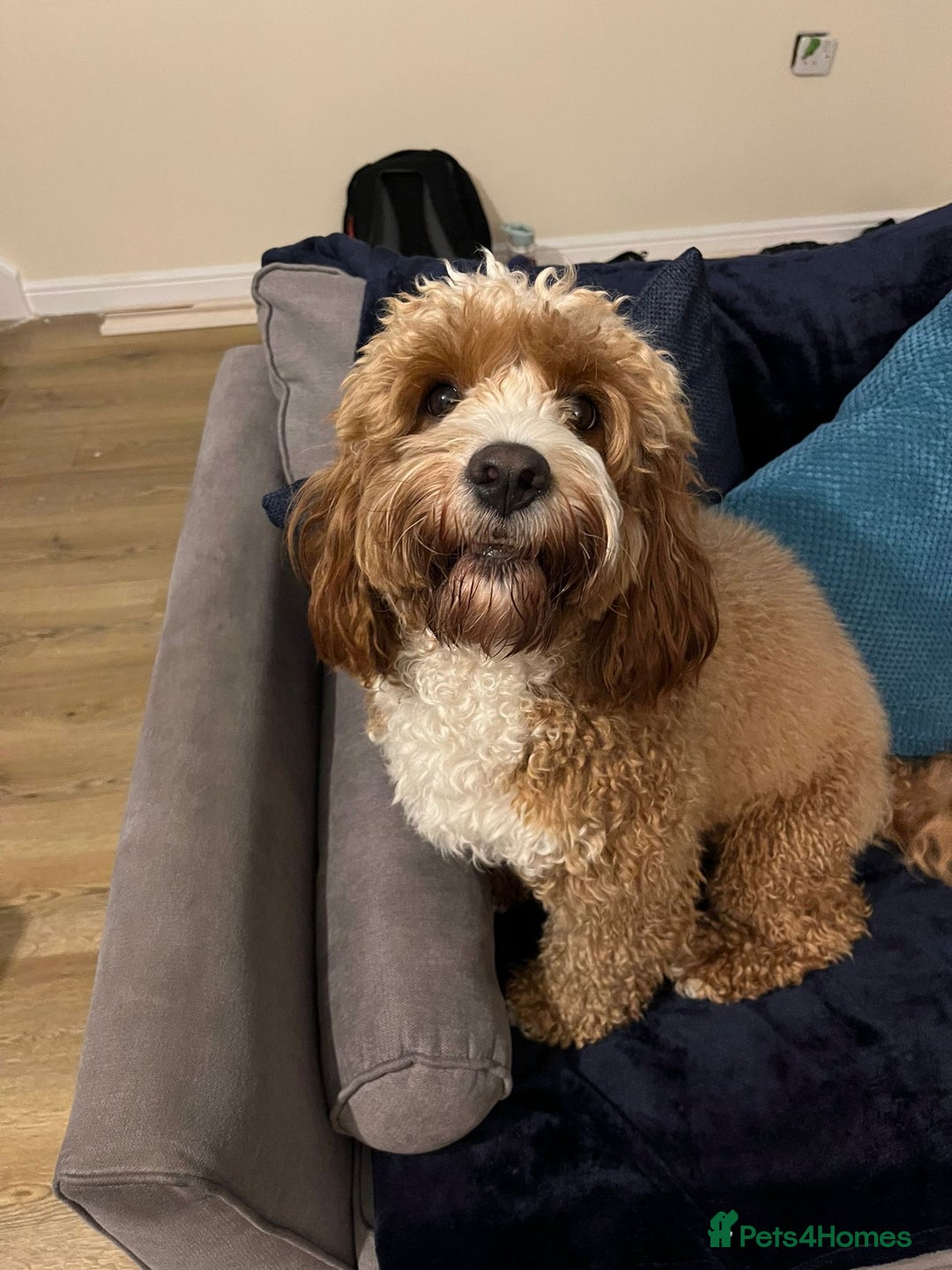 Cavapoo dogs for stud: Handsome Cavapoo Stud Dog 🐾  in Weston-super-Mare - Image 9