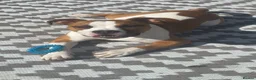 American Bulldog dogs for sale: 7 month old American Bulldog  - Advert 13