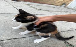 Mixed Breed cats for sale: loved and cared for kittens looking for new home🥹 - Image 38
