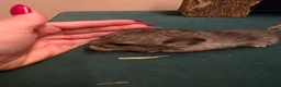 Chinchilla rodents for sale: Baby chinchillas!  - Advert 8