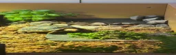 Tortoise reptiles for sale: Red foot tortoise  - Advert 10