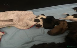 Shih Tzu dogs for sale: Shih tzus puppy for sale - Image 17
