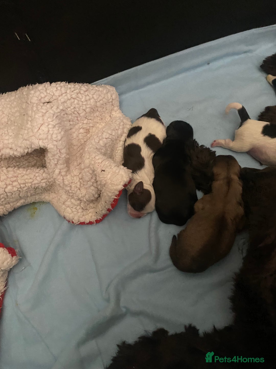 Shih Tzu dogs for sale: Shih tzus puppy for sale - Image 17