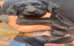 Labrador Retriever dogs for sale: Labrador pups for sale - Image 16