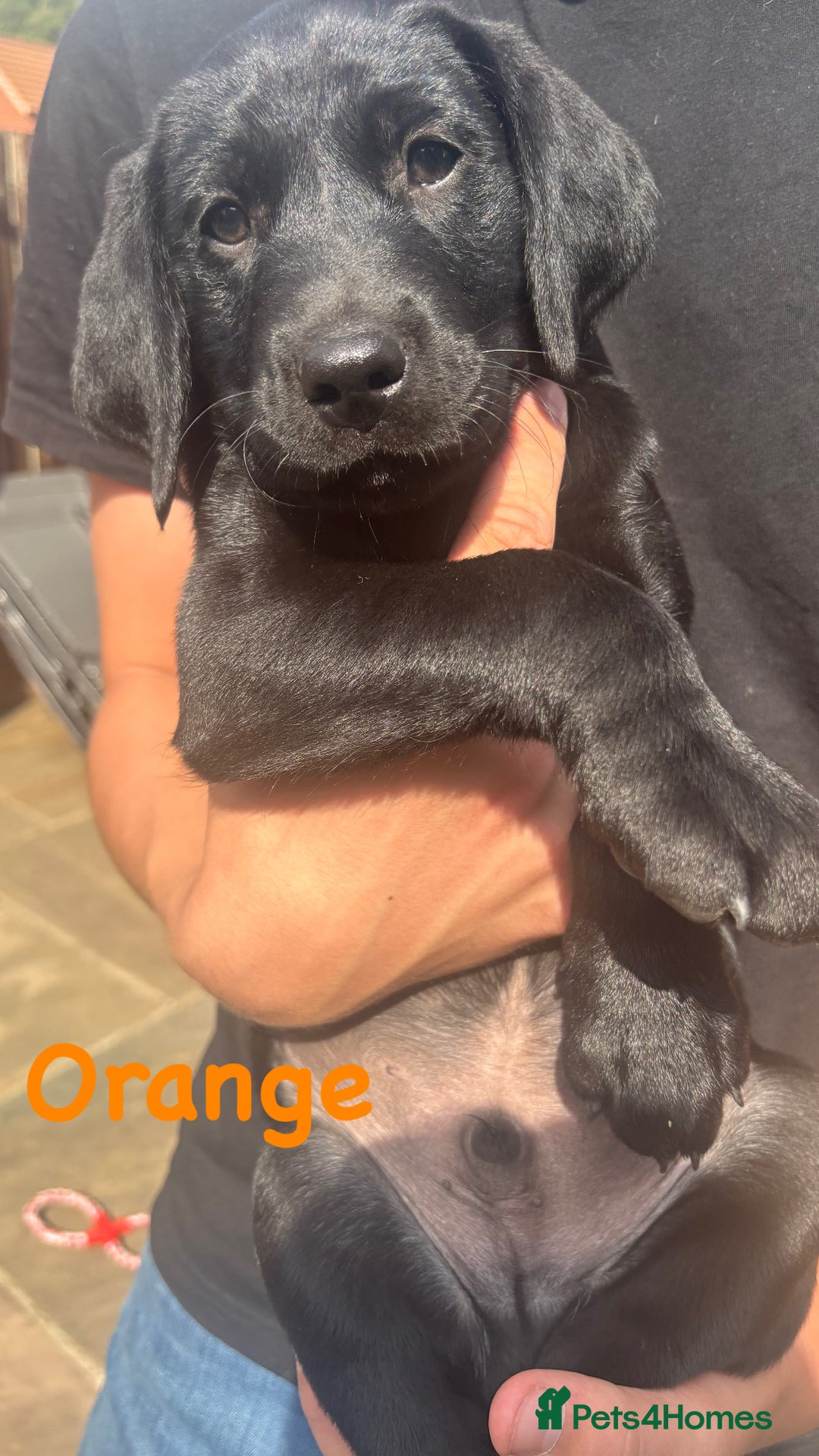Labrador Retriever dogs for sale: Labrador pups for sale - Image 16