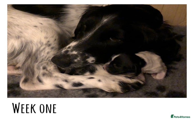 English Springer Spaniel dogs 🐾 KC registered ESS B&W puppy available 🐾  - Advert 1