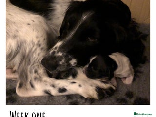 English Springer Spaniel dogs 🐾 KC registered ESS B&W puppy available 🐾 - Advert 1