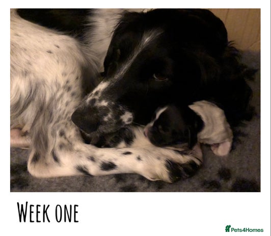 English Springer Spaniel dogs 🐾 KC registered ESS B&W puppy available 🐾 - Advert 1