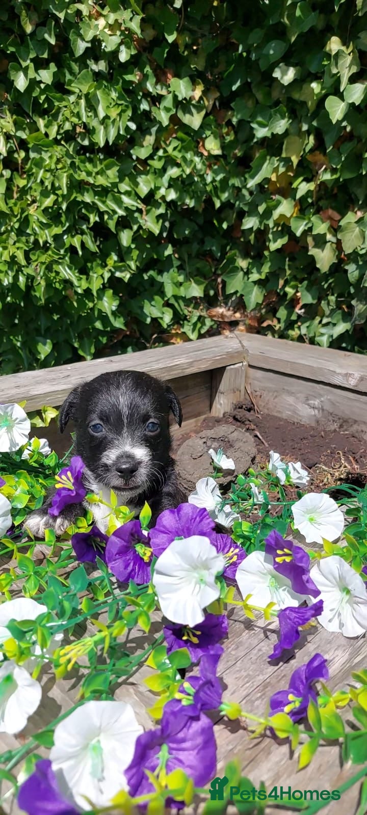 Mixed Breed dogs REDUCED to £750 JACKINORIPOOS - Advert 1